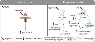 Role of Nrf2 in Disease: Novel Molecular Mechanisms and Therapeutic Approaches – Pulmonary Disease/Asthma